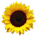 Sunflower-alpha mini web